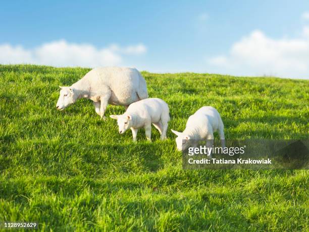 twee jonge schapen grazen met moeder op een idyllische groene weide in voorjaar - lam dier stockfoto's en -beelden