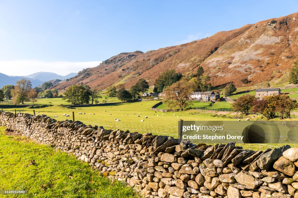 Sheep grazing in Deepdale below St Sunday Crag, Bridgend, Cumbria UK