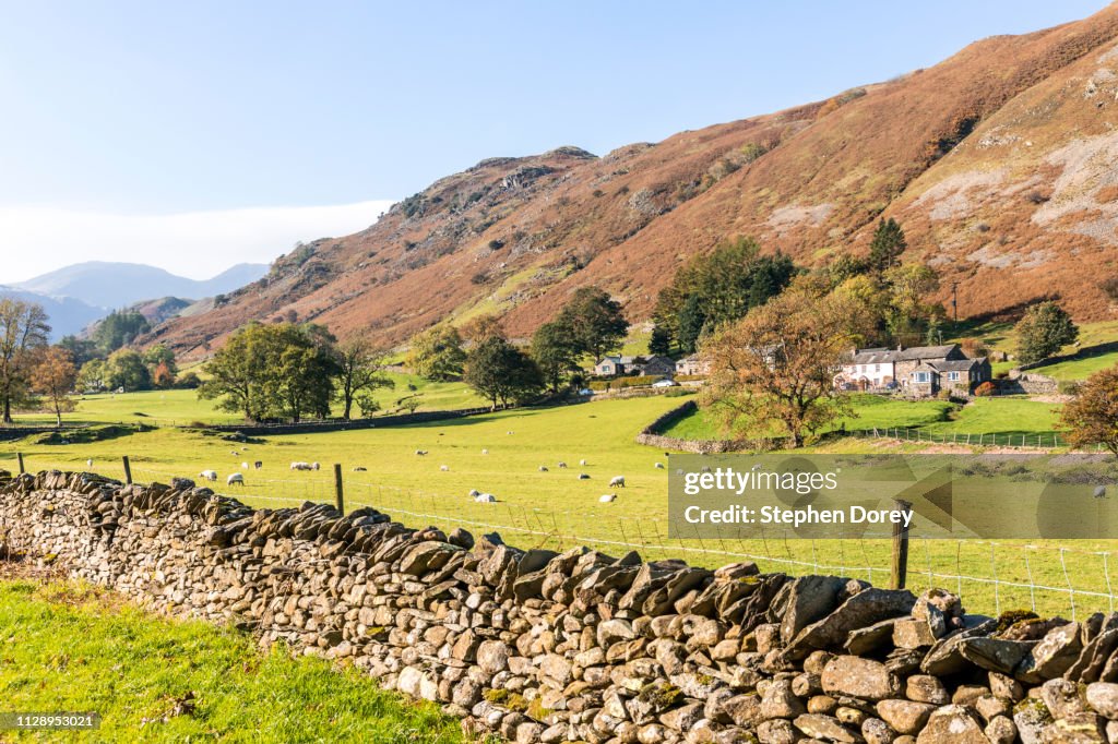 Sheep grazing in Deepdale below St Sunday Crag, Bridgend, Cumbria UK