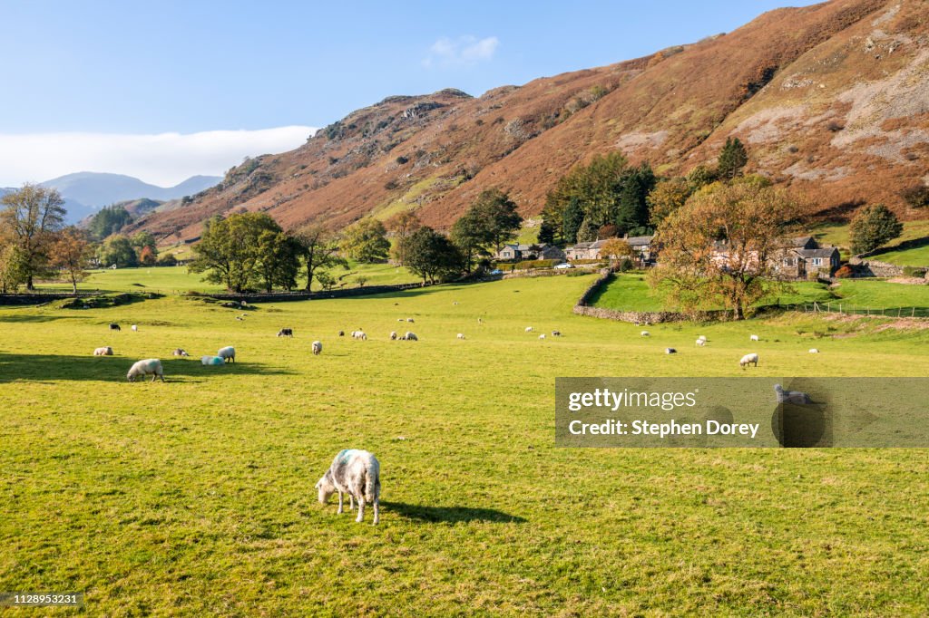 Sheep grazing in Deepdale below St Sunday Crag, Bridgend, Cumbria UK