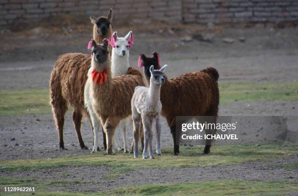 llamas south lipez bolivia - pâturage stockfoto's en -beelden