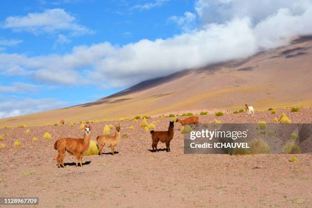 llamas south lipez bolivia - regarder attentivement stock-fotos und bilder