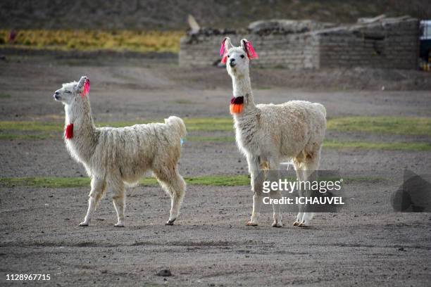llamas south lipez bolivia - regarder attentivement stock-fotos und bilder