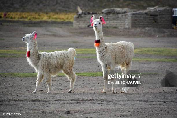 llamas south lipez bolivia - regarder ailleurs - fotografias e filmes do acervo