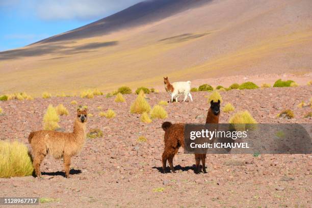 llamas south lipez bolivia - brouter 個照片及圖片檔