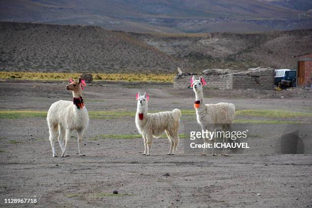 llamas south lipez bolivia - regarder ailleurs fotografías e imágenes de stock