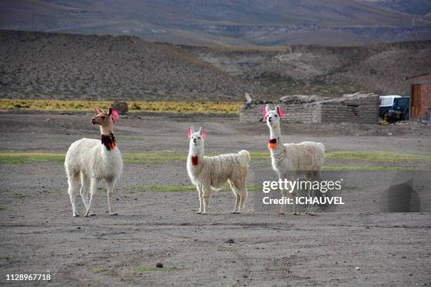 llamas south lipez bolivia - regarder attentivement stockfoto's en -beelden