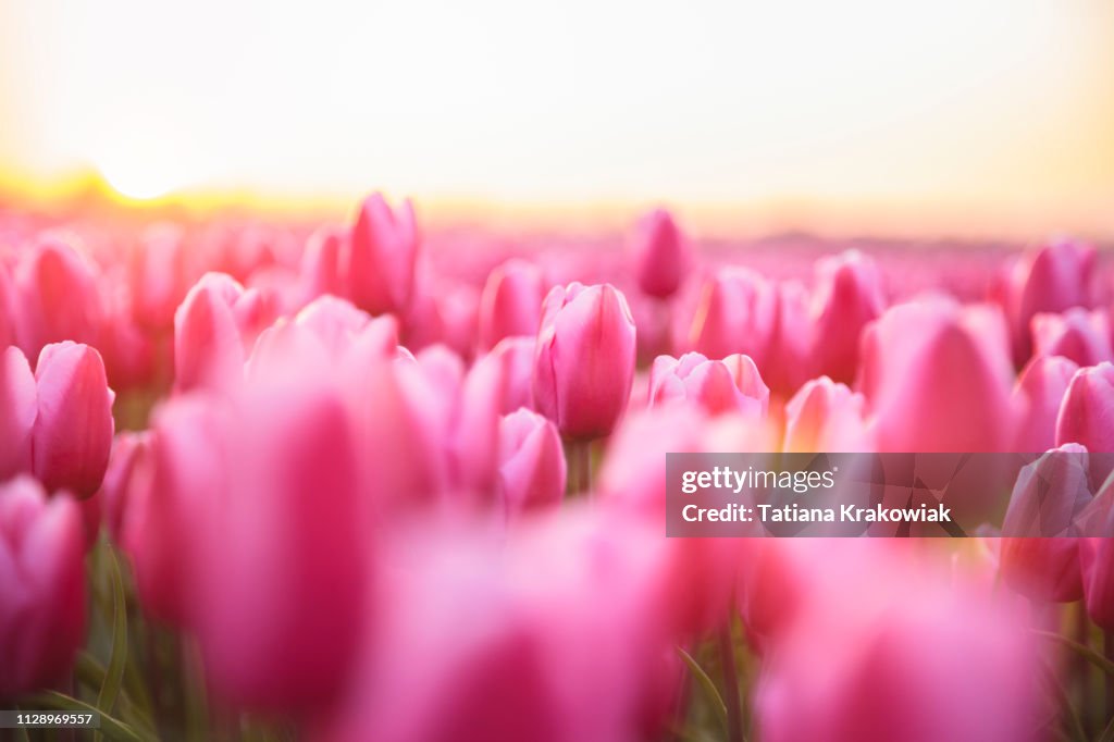 Idyllische Gebiet der rosa Tulpen während des Sonnenuntergangs (Niederlande)