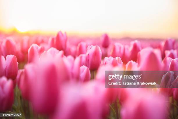 idyllic field of pink tulips during sunset (netherlands) - tulip stock pictures, royalty-free photos & images