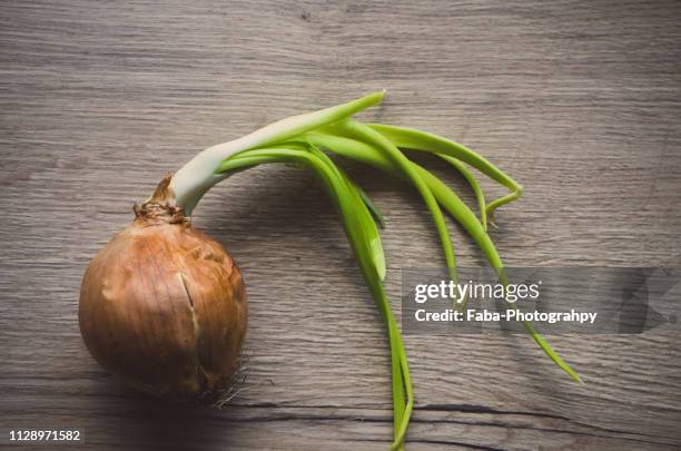 onion sprouting - setzling stock pictures, royalty-free photos & images