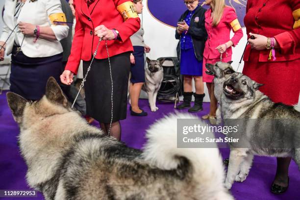 Norwegian Elkhounds wait for Breed Judging during the 143rd Westminster Kennel Club Dog Show at Piers 92/94 on February 11, 2019 in New York City.
