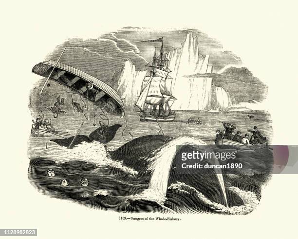 ilustraciones, imágenes clip art, dibujos animados e iconos de stock de barco de caza, siglo xix, volcado por una ballena de la ballena - arpón