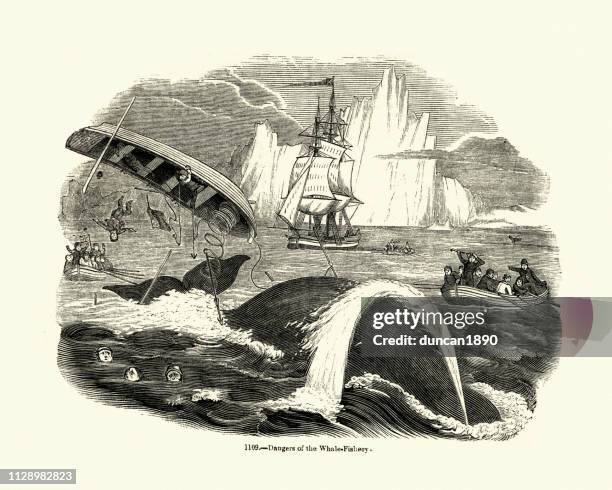 whale hunting, 19th century, boat overturned by a whale - harpoon stock illustrations