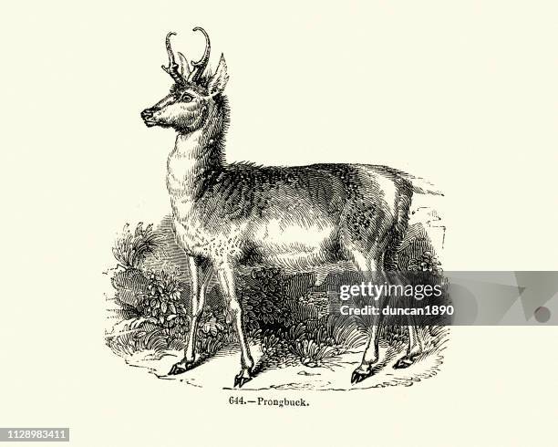 nature, antelopes, pronghorn (antilocapra americana) - pronghorn stock illustrations