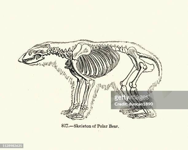 ilustrações, clipart, desenhos animados e ícones de natureza, ursos, esqueleto de um urso polar - animal skeleton