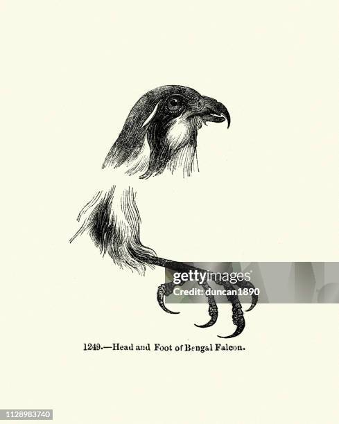 ilustraciones, imágenes clip art, dibujos animados e iconos de stock de naturaleza, aves de rapiña, cabeza y garra del halcón de bengala - falcon bird