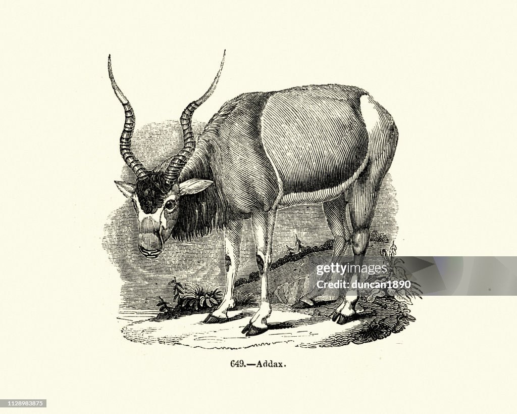Nature, Antelope, addax (Addax nasomaculatus)