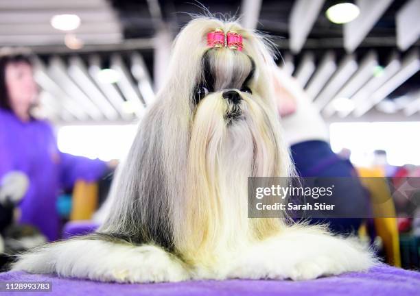 Madison the Shih Tzu is groomed before Breed Judging during the 143rd Westminster Kennel Club Dog Show at Piers 92/94 on February 11, 2019 in New...