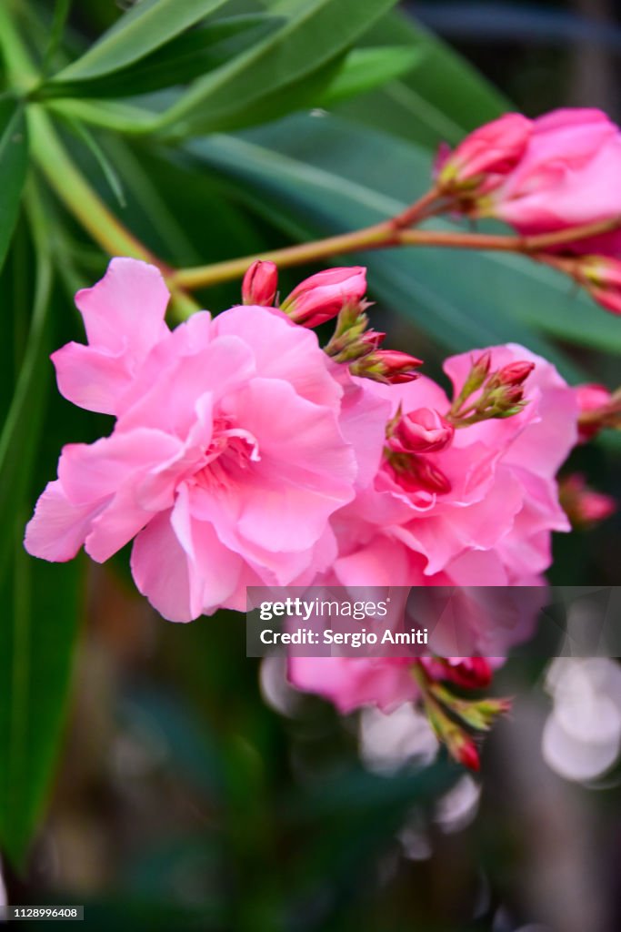 Oleander