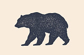 Bear, silhouette. Vintage logo, retro print, poster for Butchery