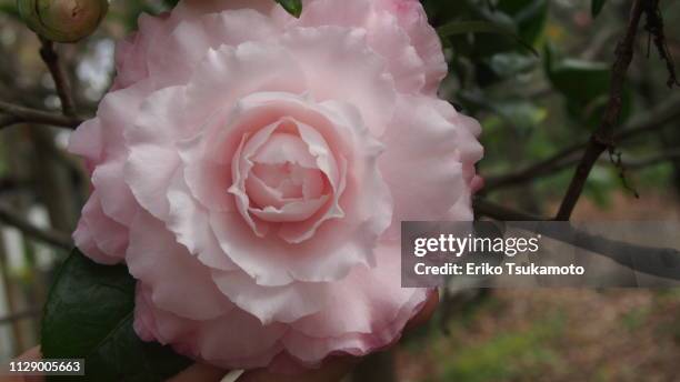 camellia  'jerry donnan' - 繊細 stock-fotos und bilder