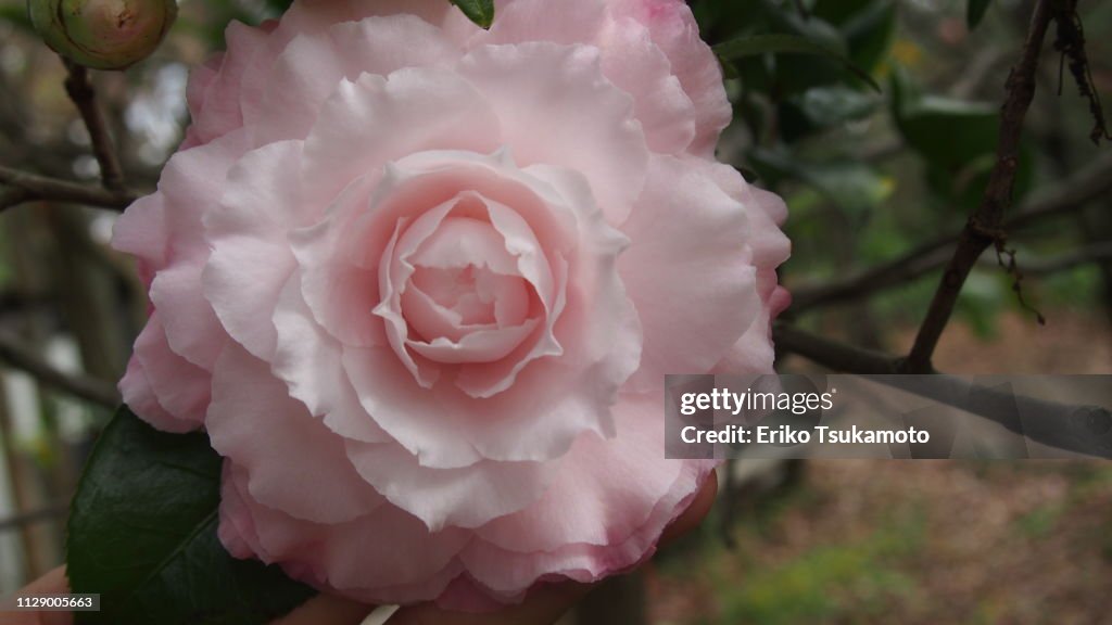 Camellia  'Jerry Donnan'