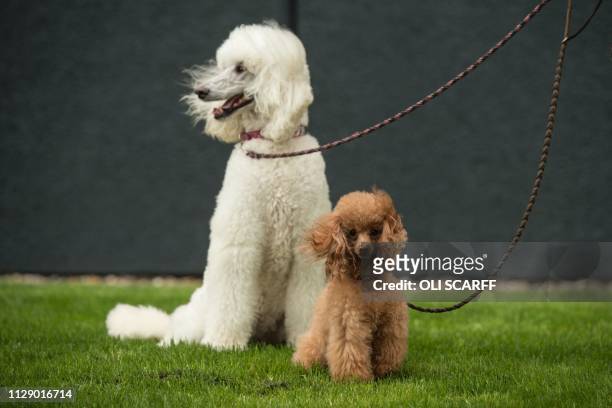 Standard poodle and a toy poodle arrive to attend the first day of the Crufts dog show at the National Exhibition Centre in Birmingham, central...