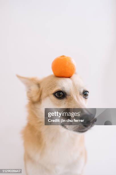 dog balancing an orange - animal tricks stock pictures, royalty-free photos & images
