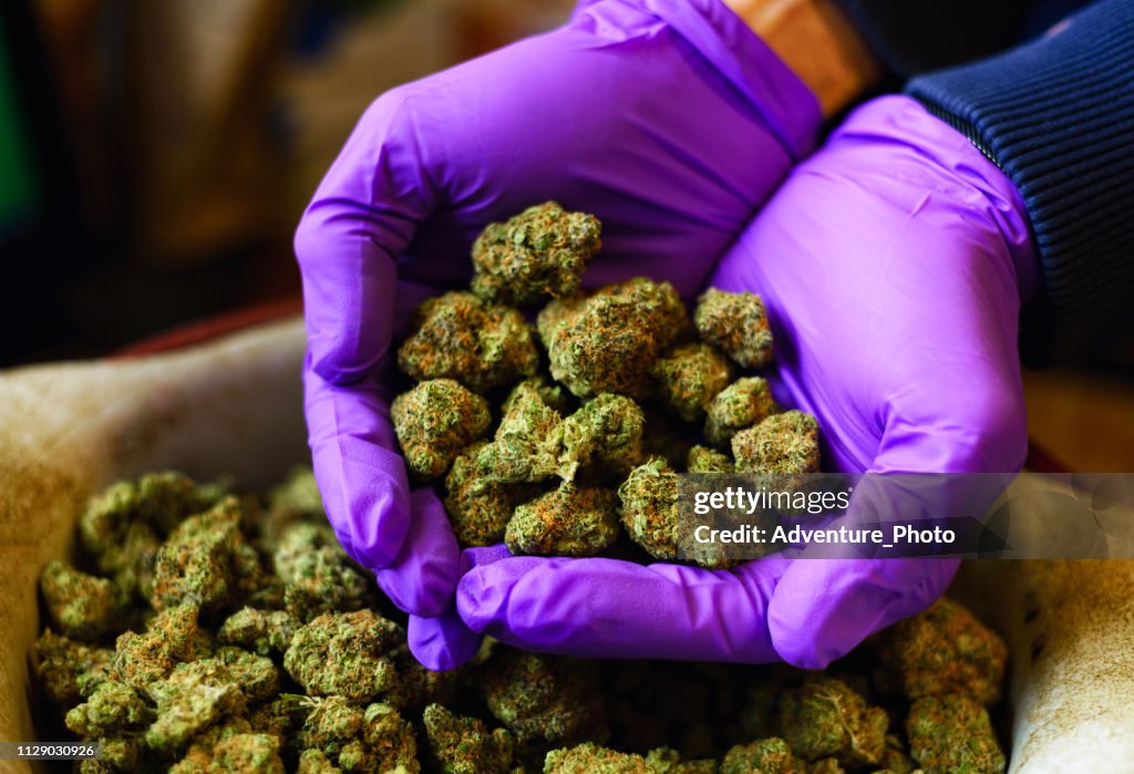 Hände mit lila Latex-Handschuhe halten Marihuana Knospen