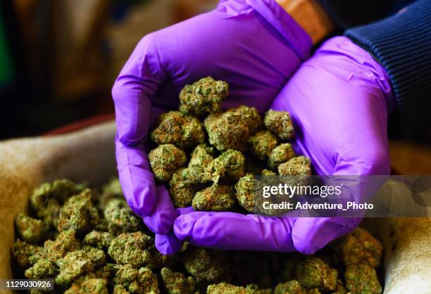 hands with purple latex gloves holding marijuana buds - weed stock pictures, royalty-free photos & images