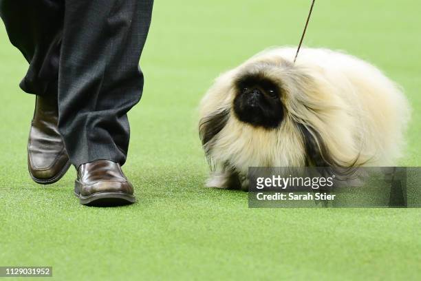 The Pekingese 'Pequest Primrose' and trainer compete during the Toy Group judging at the 143rd Westminster Kennel Club Dog Show at Madison Square...