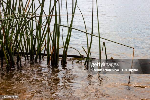 green reeds at riverfront with brown water - marrom stock-fotos und bilder