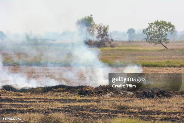 burning weeds in the fields is one of the causes of pollution smoke - palha imagens e fotografias de stock