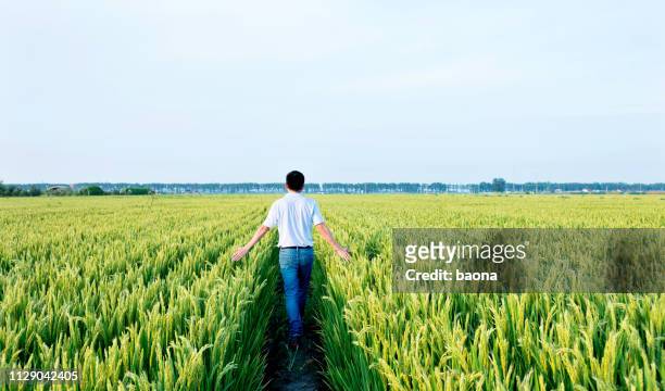 hombre caminando en un campo de arroz - campo de arroz fotografías e imágenes de stock