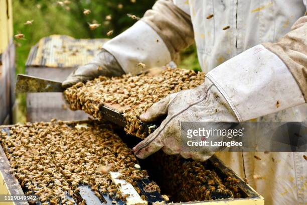 close-up of beekeeper with honey frames out of beehive - apiculture stock pictures, royalty-free photos & images