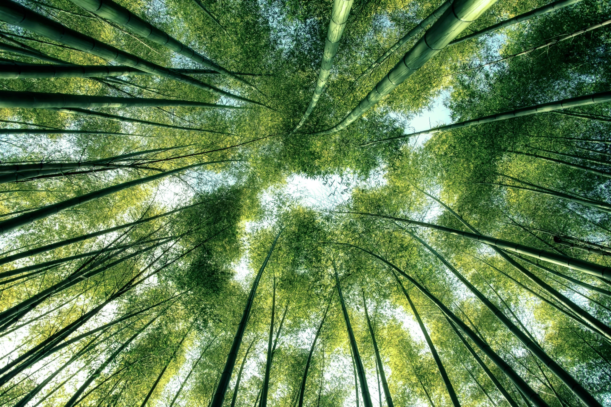 japanese eco-friendly