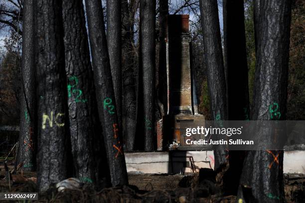 Blackened trees marked for removal stand in front of a home that was destroyed by the Camp Fire on February 11, 2019 in Paradise, California. Three...