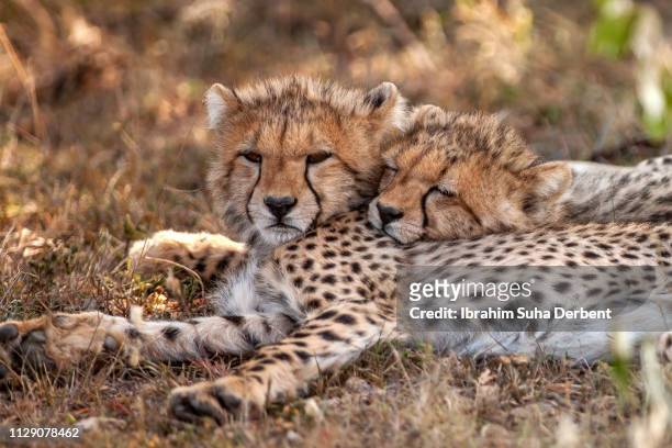 two cute cheetah cubs cuddling, lying and sleeping together - cheetah cub stock pictures, royalty-free photos & images