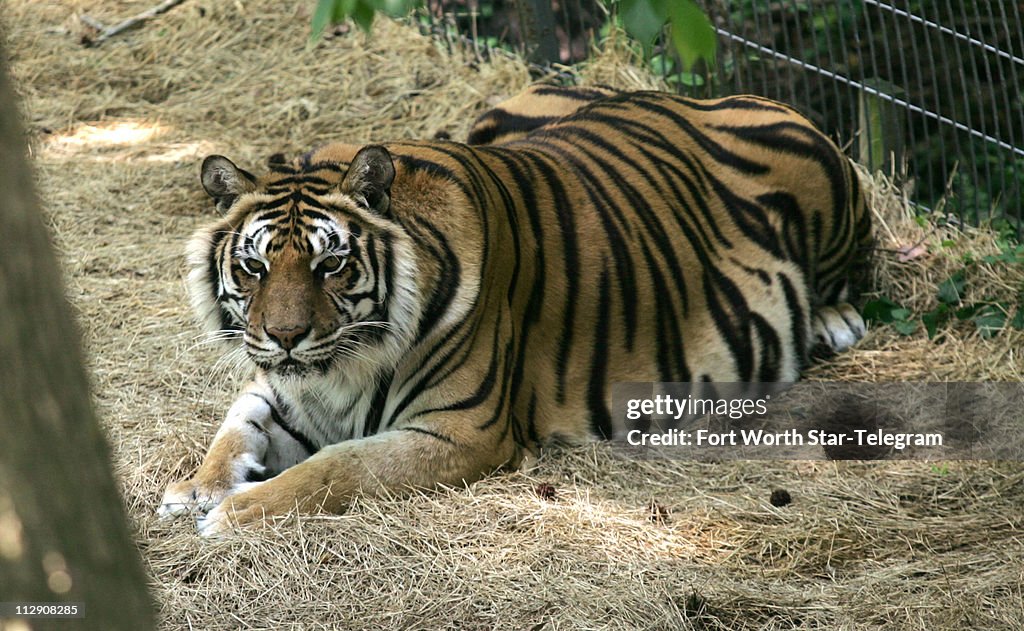 Bill Rathburn, former Dallas police chief, has five tigers a