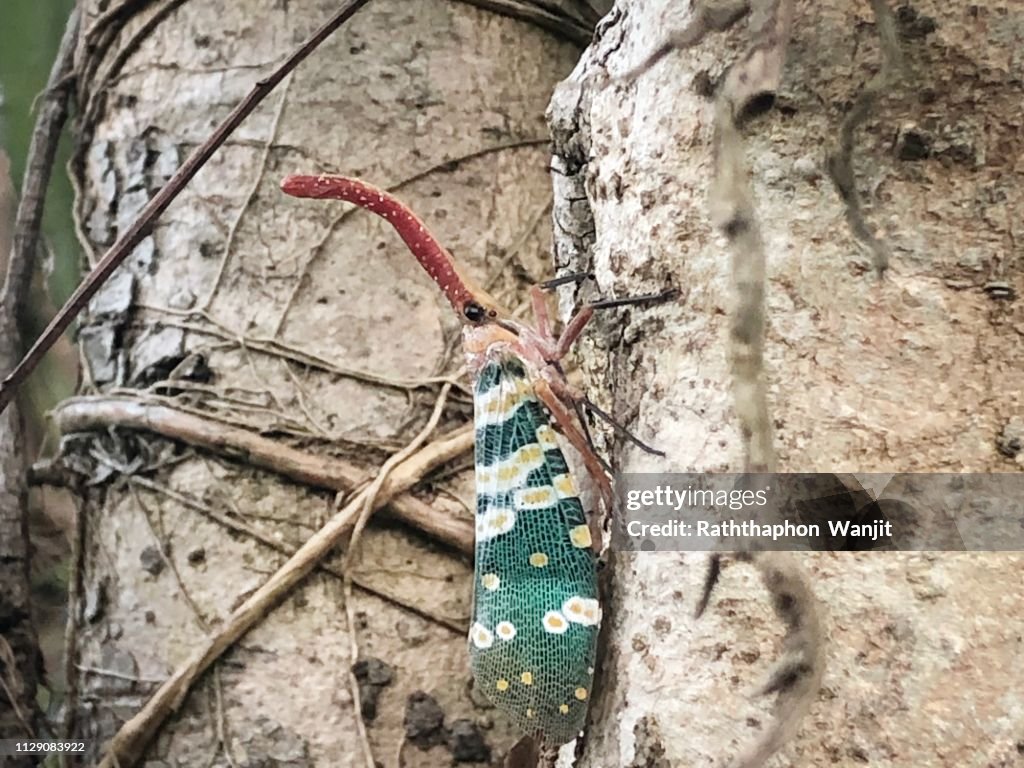 Fulgorid bug, Planthopper.