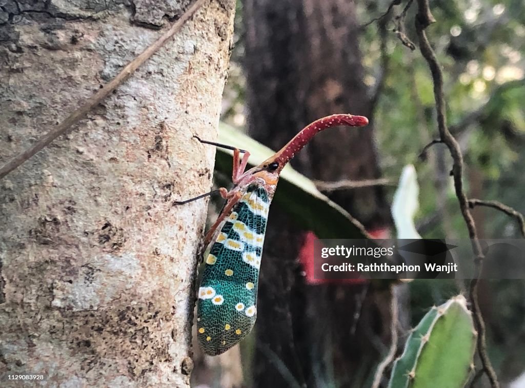 Fulgorid bug, Planthopper.