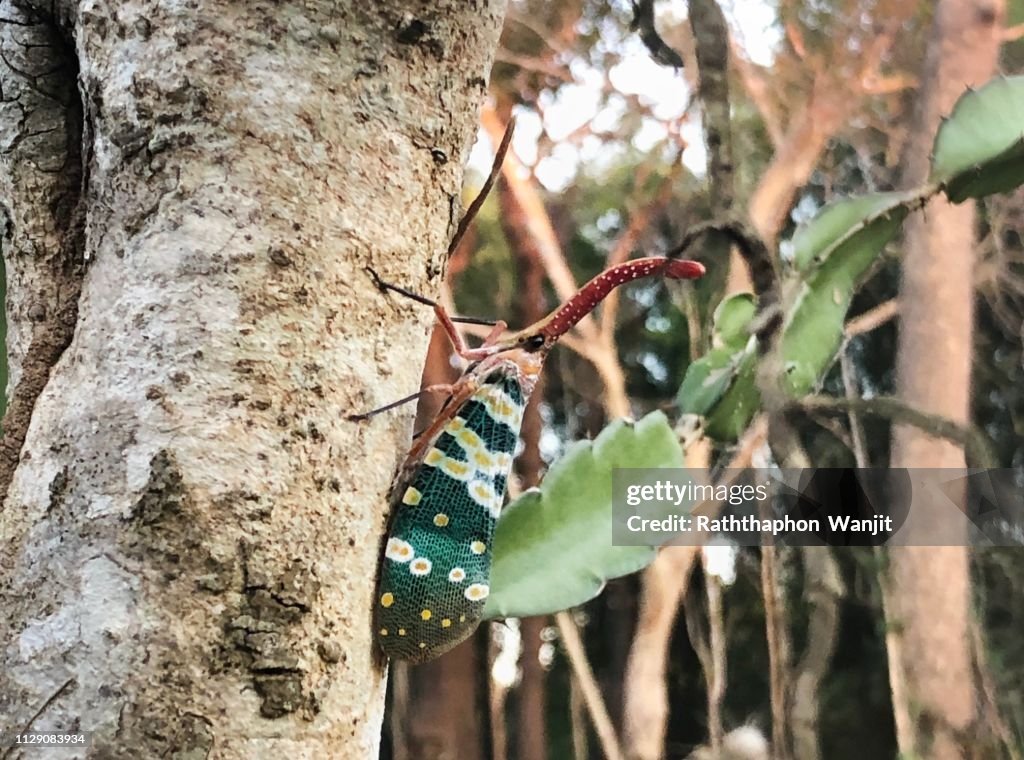 Fulgorid bug, Planthopper.