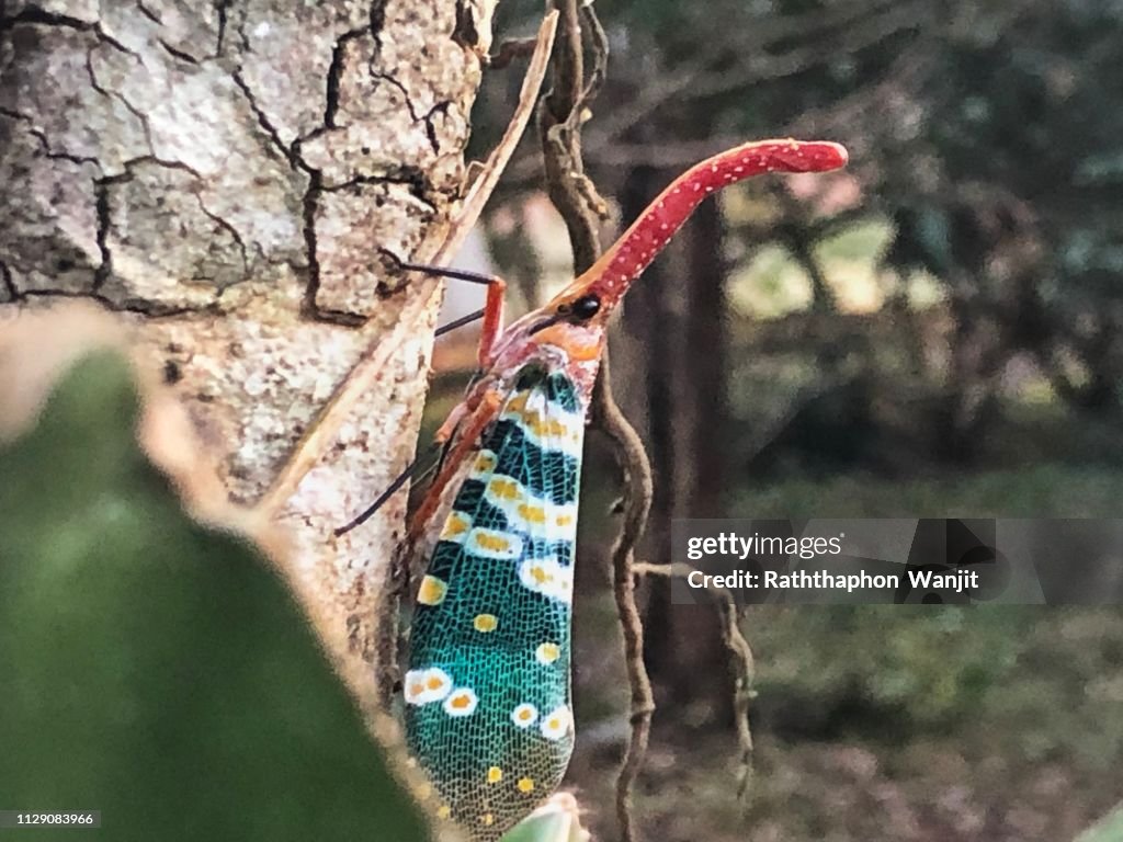 Fulgorid bug, Planthopper.