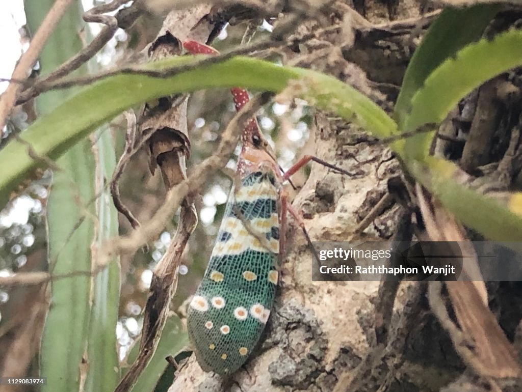Fulgorid bug, Planthopper.