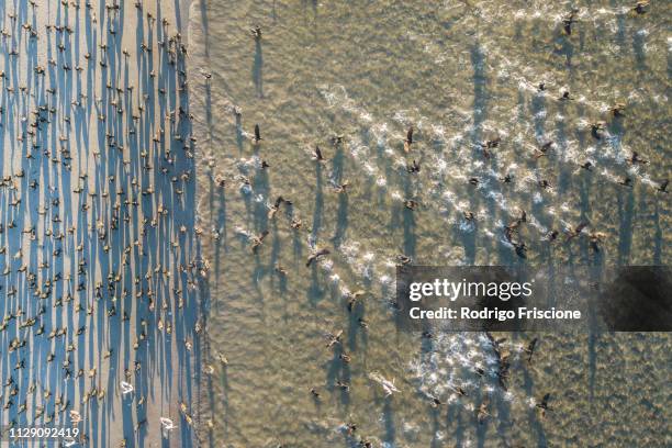 cormorant colony taking off near water, san carlos, baja california sur, mexico - baja california peninsula stock pictures, royalty-free photos & images