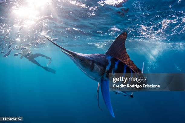 striped marlin hunting mackerel and sardines, photographed by diver - marlin stockfoto's en -beelden