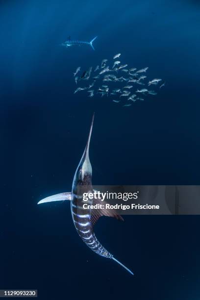 striped marlin hunting mackerel and sardines - herding stock pictures, royalty-free photos & images
