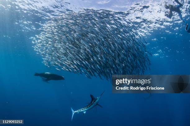 striped marlin hunting mackerel and sardines, photographed by diver - marlin stock pictures, royalty-free photos & images