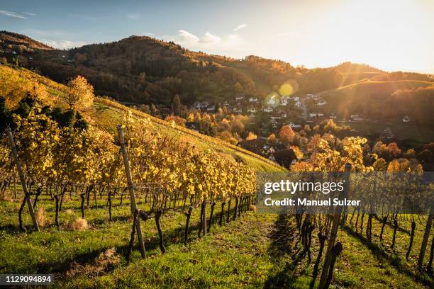 vineyard near sasbachwalden, black forest, baden-wurttemberg, germany - black forest germany stock pictures, royalty-free photos & images