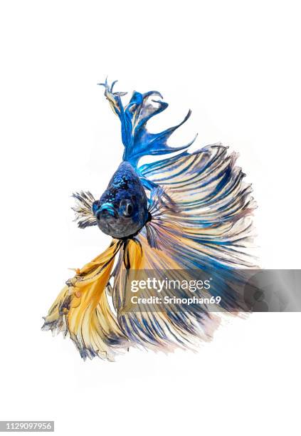 siamese fighting fish, betta isolated on white background. betta fish, siamese fighting fish, betta splendens, betta fish, halfmoon macaw blue & yellow, isolated on a white background - pet tail stock pictures, royalty-free photos & images